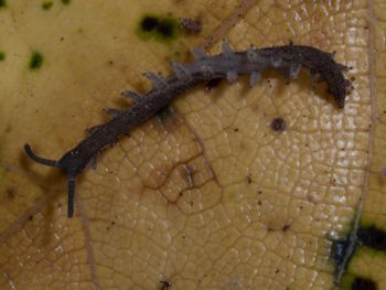 Media type: image; Invertebrate Zoology 152095